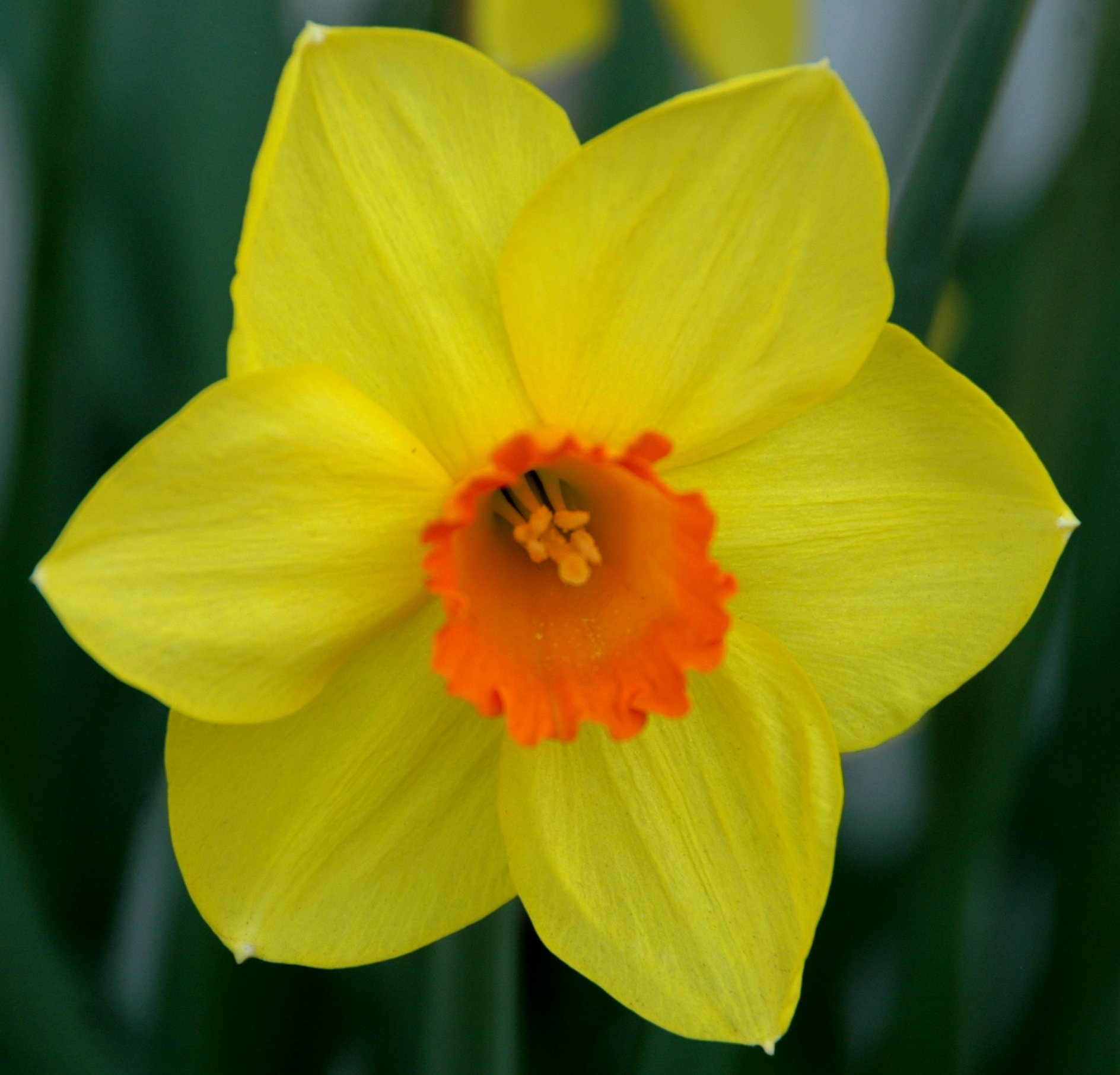 20080419-9192 Daffodil